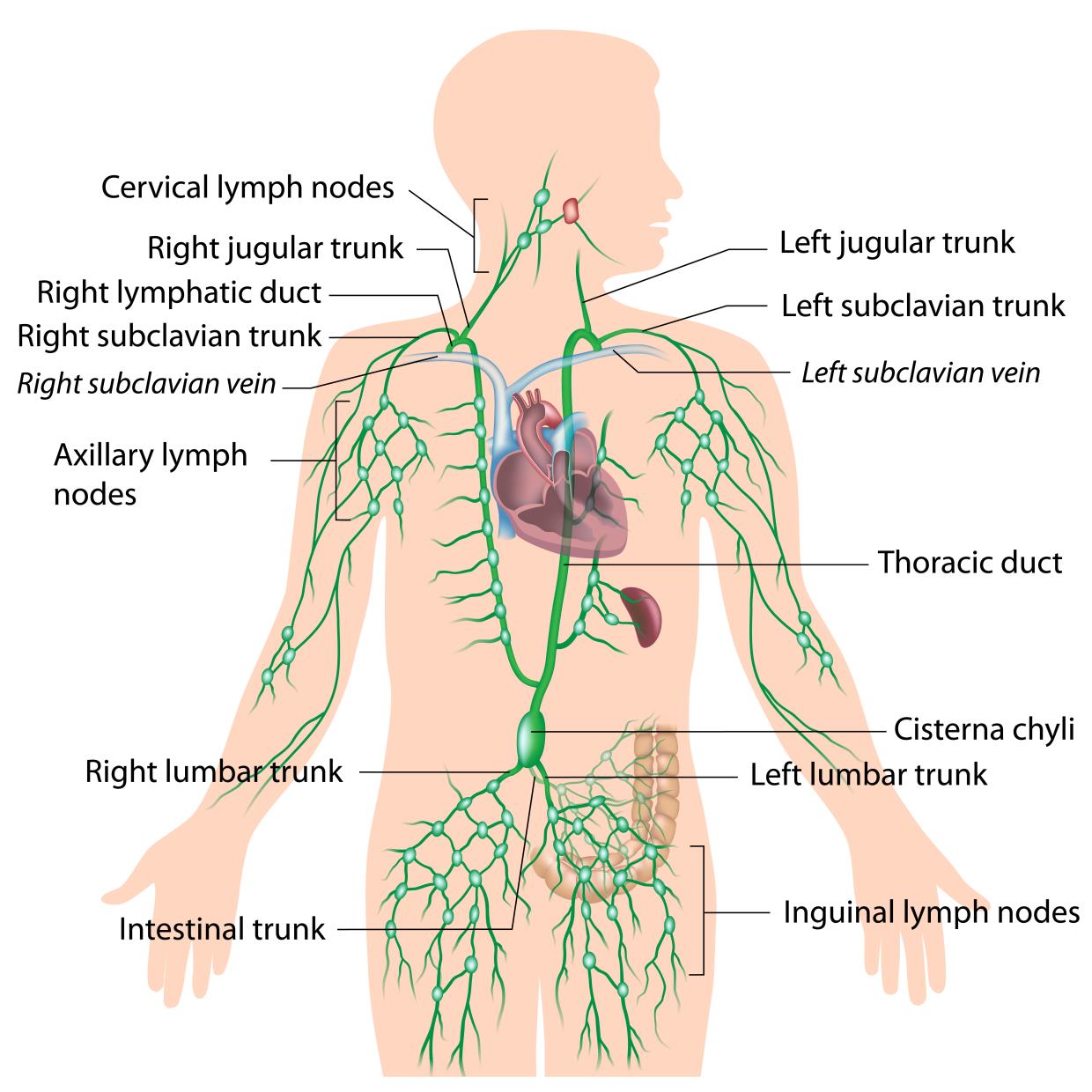 Manual lymph drainge massasje ( MLD) 60min bare foran